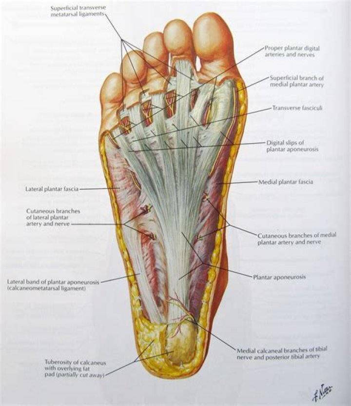 What are the parts of the bottom of your foot?
