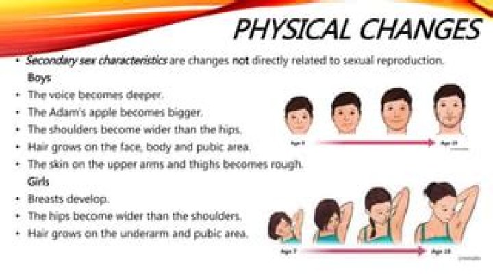 What are the physical changes in young adulthood?