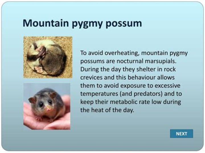 What are the predators of a Mountain Pygmy-possum?