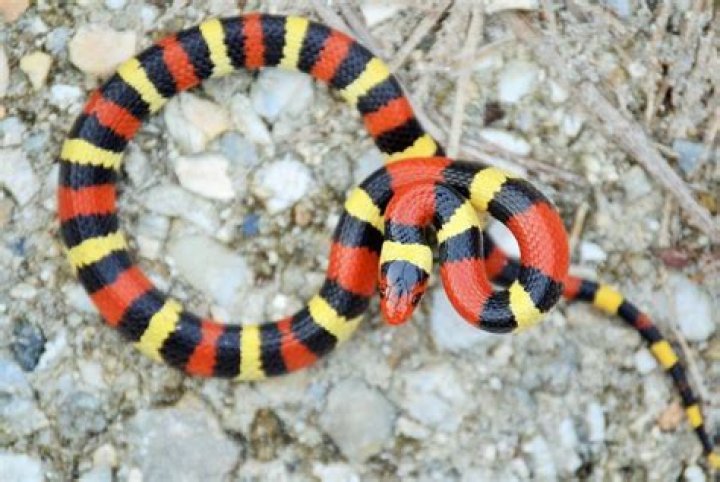 What are the predators of the scarlet kingsnake?