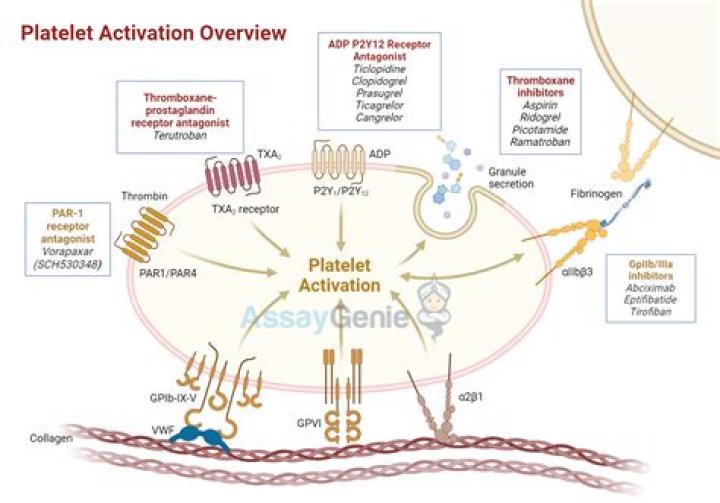 What are the release reaction products of platelets?