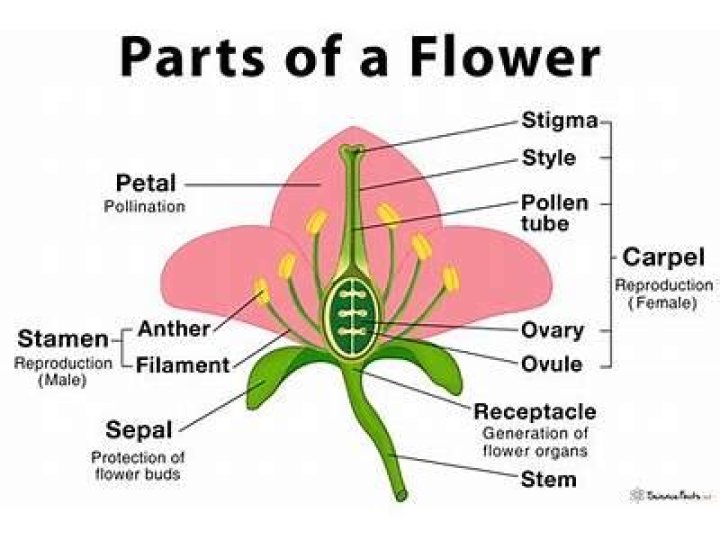 What are the reproductive structures of a flower?