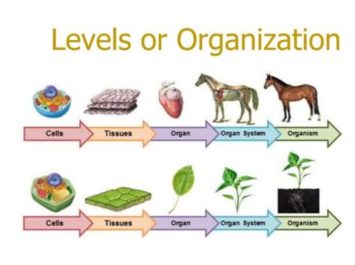 What are the six levels of organization of life?