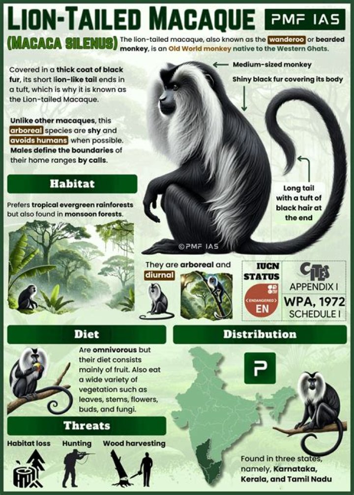What are the special features of Lion tailed macaque?