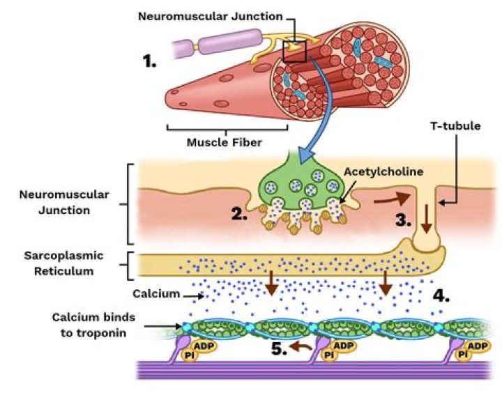 What are the steps in neuromuscular junction?