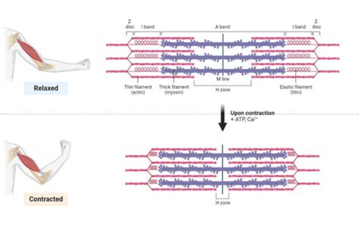 What are the steps in skeletal muscle contraction?