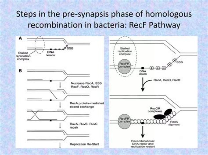 What are the steps of homologous recombination repair?