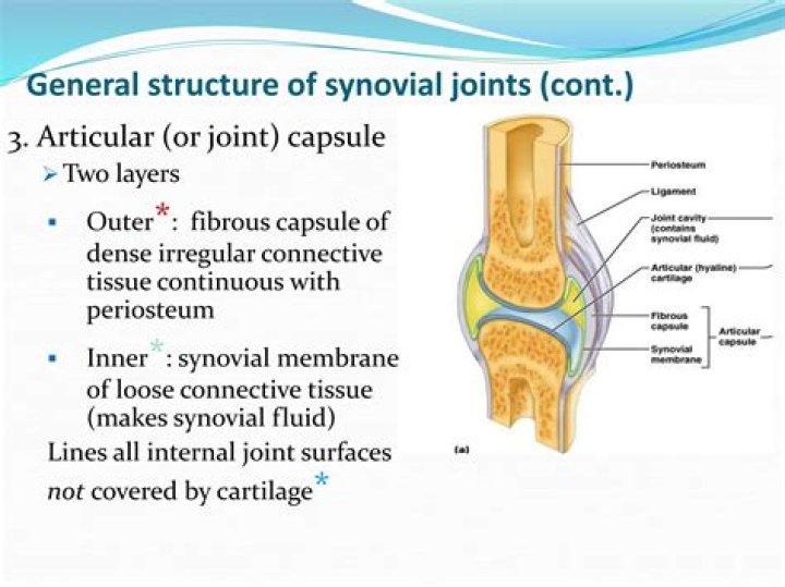 What are the synovial joint anatomy and its function?