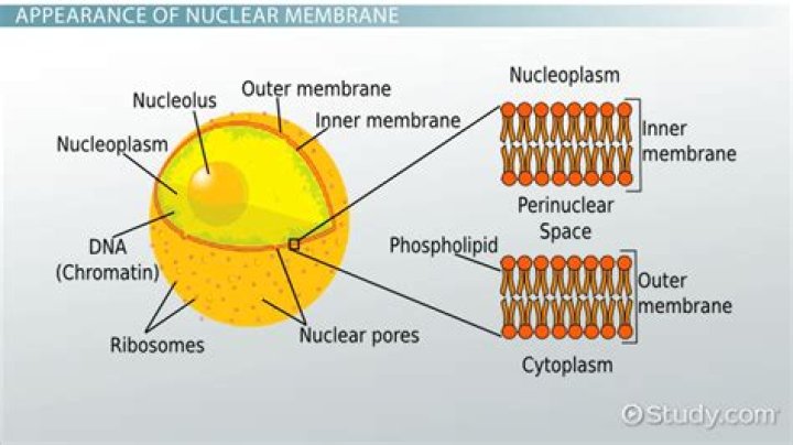 What are the three functions of nuclear membrane?