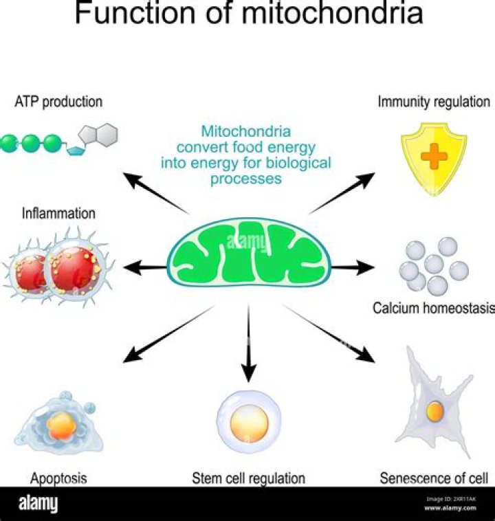 What are the three functions of the mitochondria?