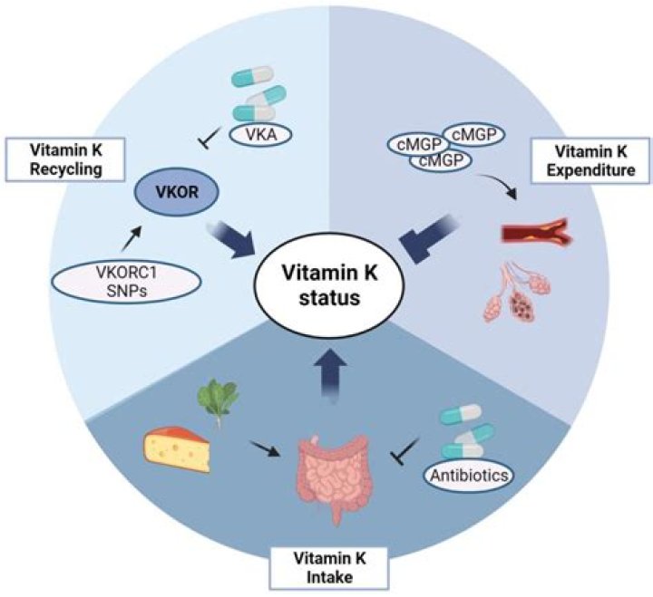 What are the three functions of vitamin K?
