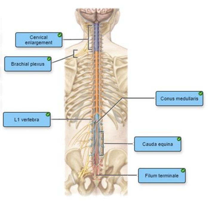 What are the three parts of the spinal column?