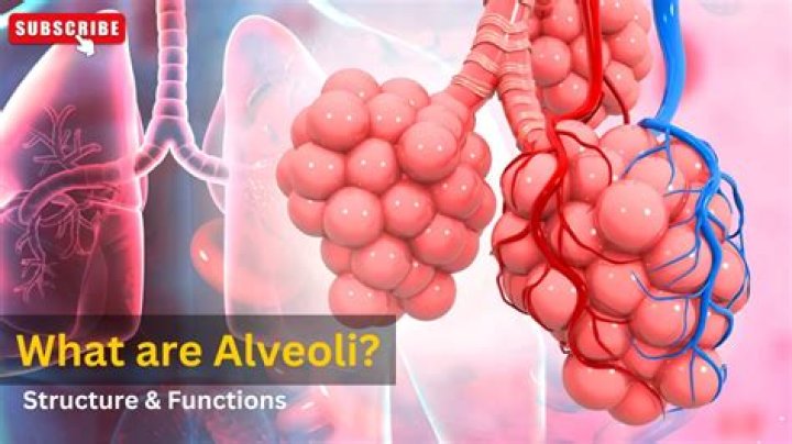 What are the two functions of alveoli?