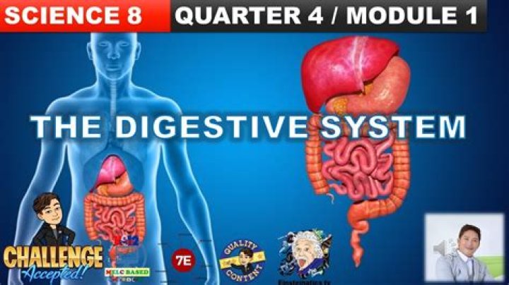 What are the two jobs of the digestive system?