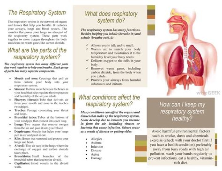 What are the two jobs of the respiratory system?
