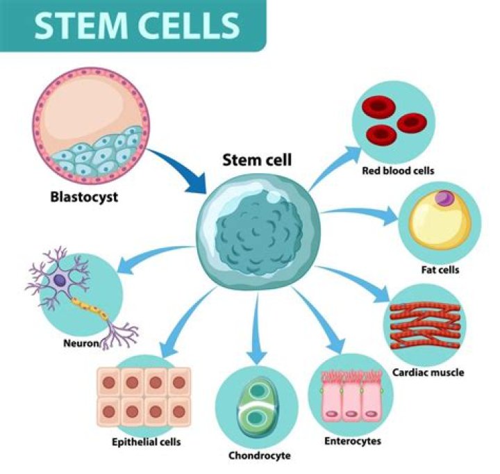What are the types of stem cells?
