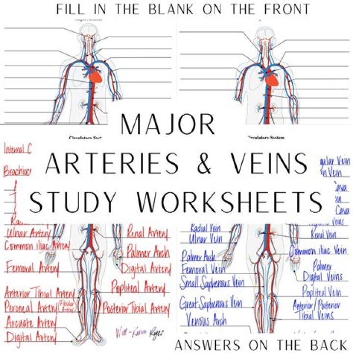 What are the veins and arteries jobs?