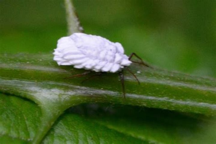 What are the white bugs that look like snow?