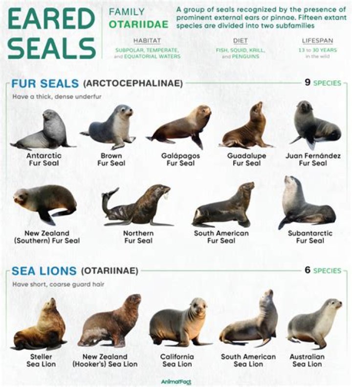 What are three characteristics of Otariidae?