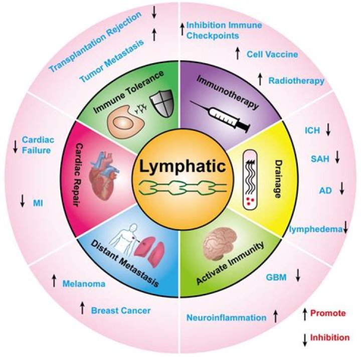 What are three diseases that can affect the lymphatic system including mononucleosis?
