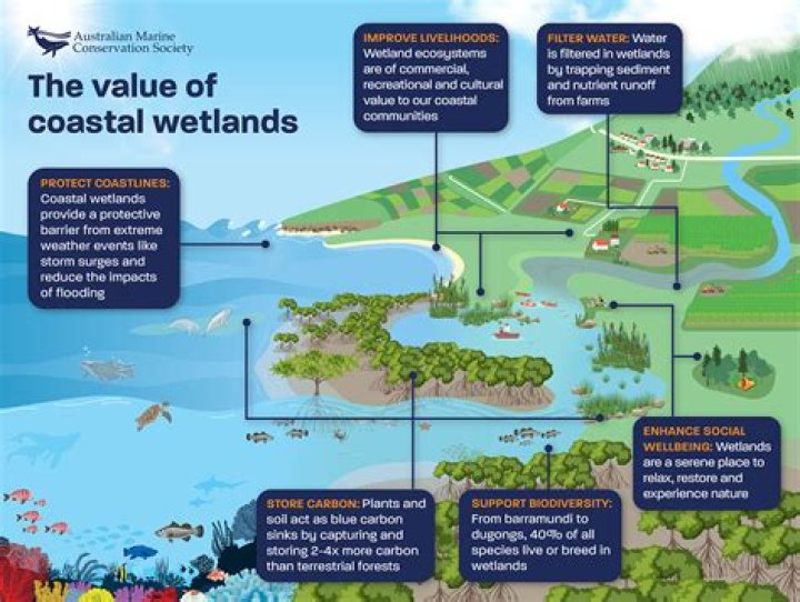 What are three types of freshwater wetlands quizlet?