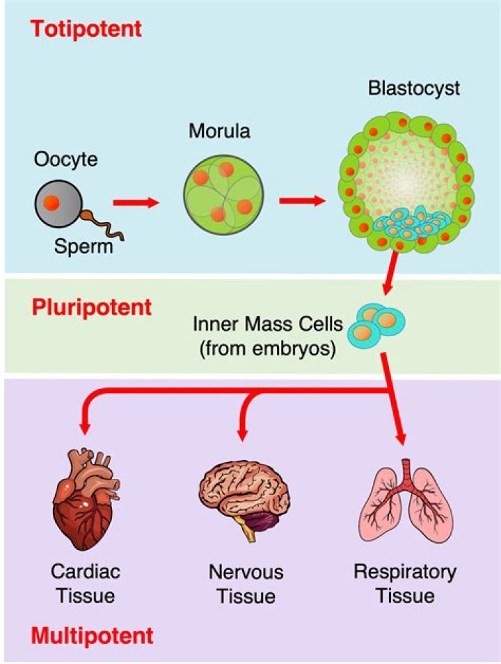 What are totipotent cells in sponges?
