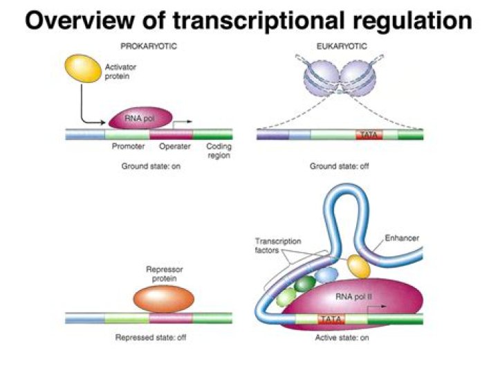 What are transcriptional control elements?