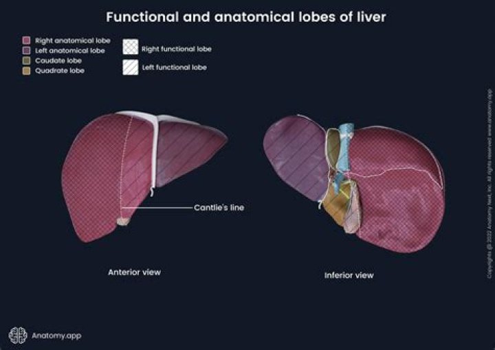 What are two jobs of the liver?
