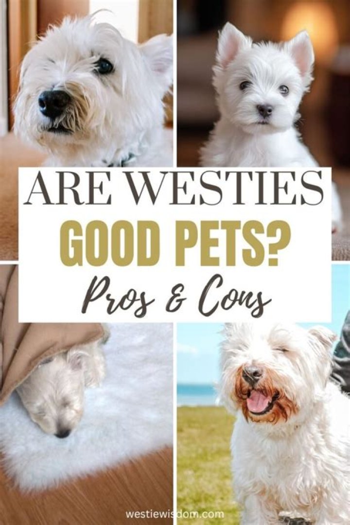 What are Westies good for?