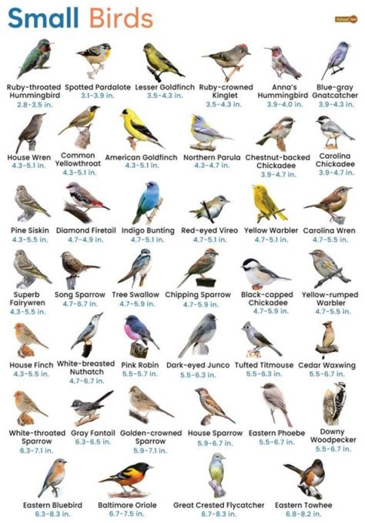 What are Zanate birds?