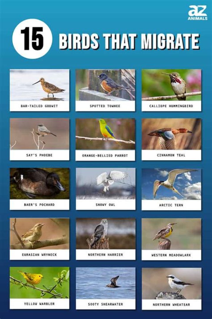 What area is designated as an important bird area by the Pennsylvania Audubon Society and place to watch migrating birds in the refuge?