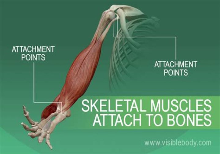 What attaches to the skeleton?