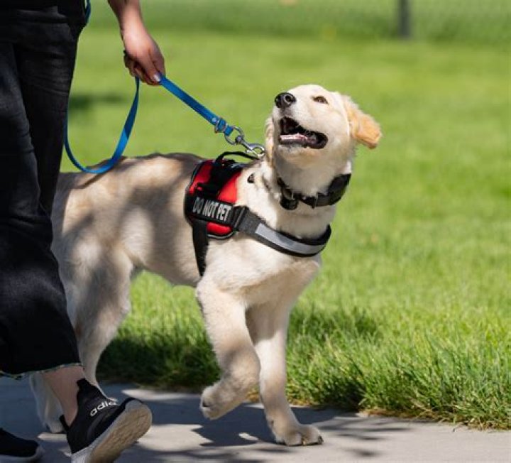 What benefits do animal trainers get?