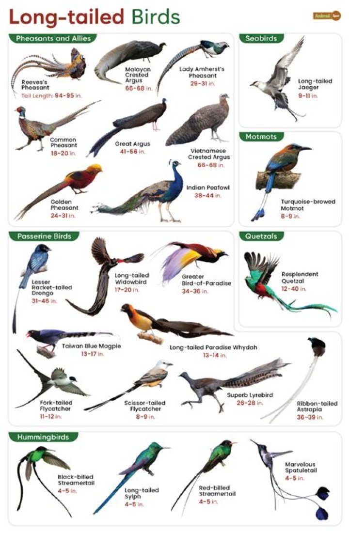 What bird has a tail like a fan?