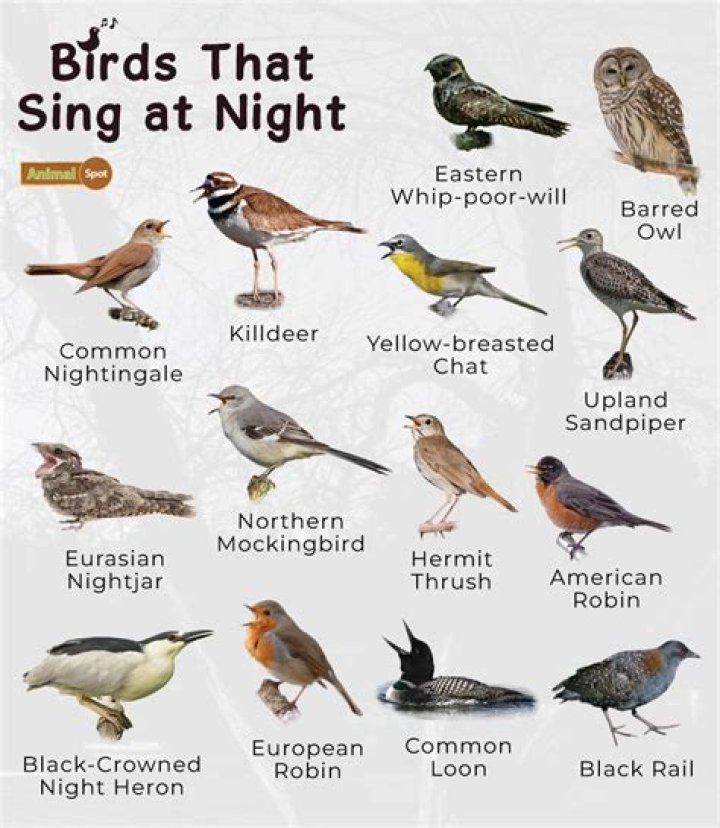 What bird sings at night in UK?