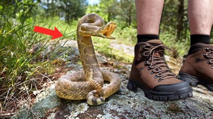 What boots can snakes not bite through?