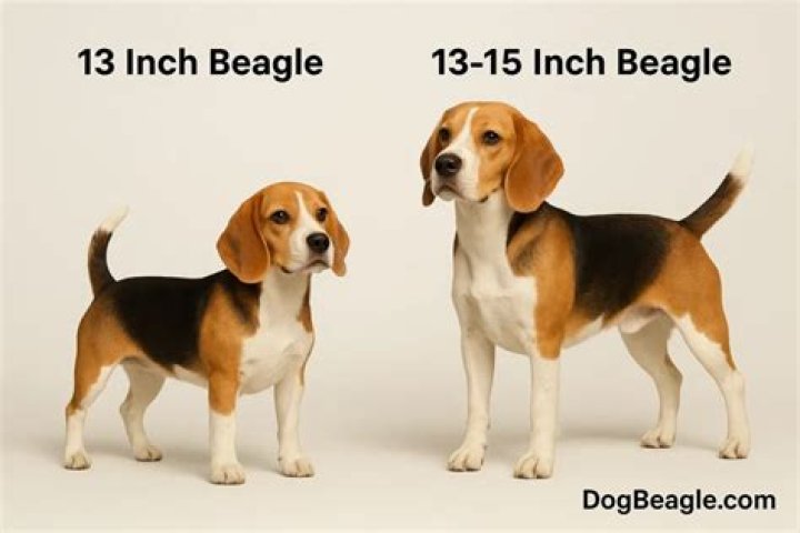 What breed looks like a big Beagle?