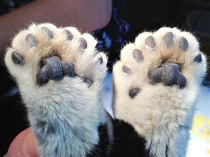 What breed of cat has 7 toes?