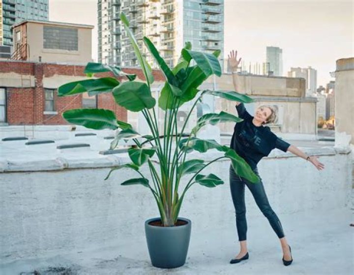 What can I plant next to my lemon tree?