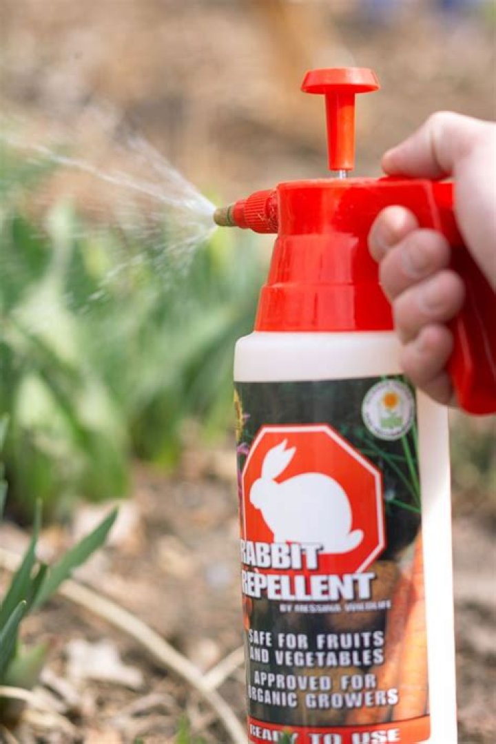 What can I spray on my plants to keep rabbits away?
