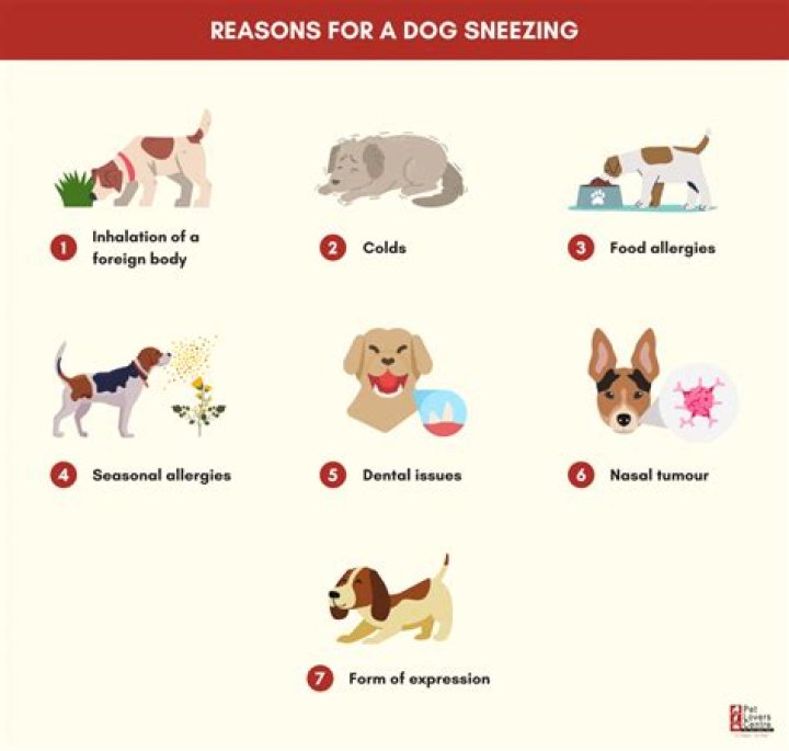 What can you give a dog for sneezing?