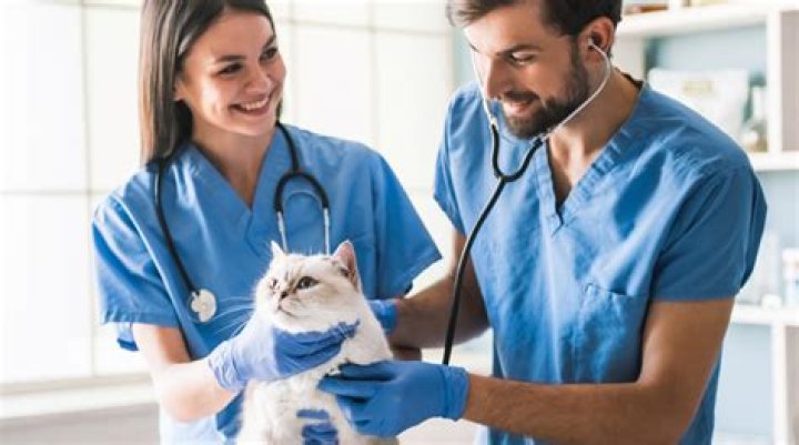 What career area would a veterinarian fit in?