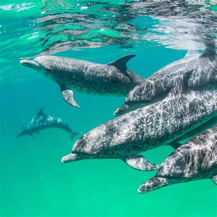 What career works with dolphins?