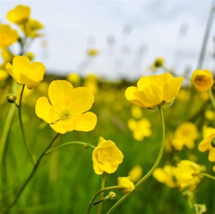What causes Buttercup to realize she loves Westley?