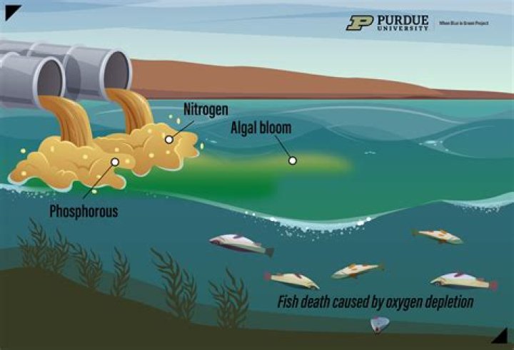 What causes fish to fall from the sky in lajamanu Australia?