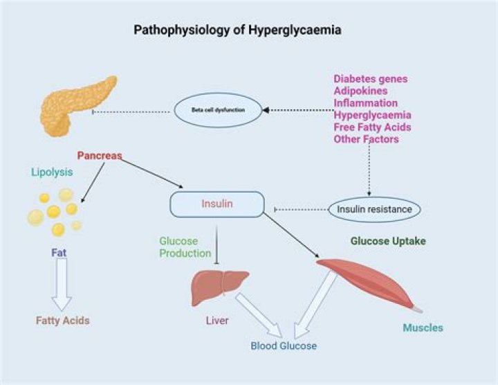What causes Glucotoxicity?