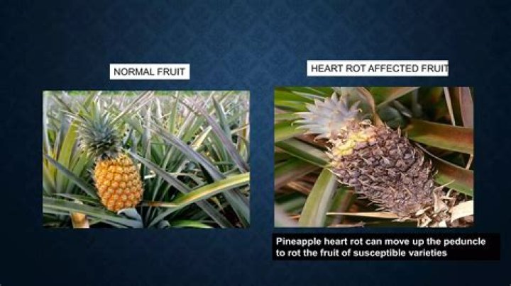 What causes heart rot in pineapple?
