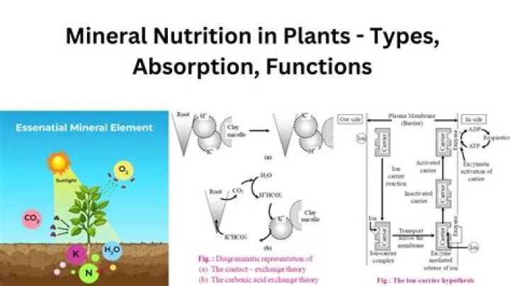 What causes poor absorption of minerals?