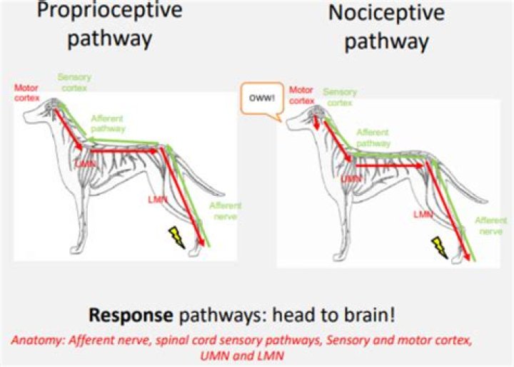 What causes proprioceptive deficit in dogs?