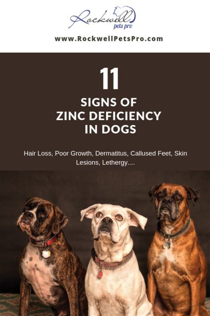 What causes zinc deficiency in dogs?
